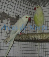 Casal 1