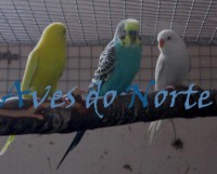 /album/galeria-de-fotos-o-nosso-plantel/piriquitos-jpg/